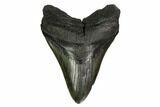 Fossil Megalodon Tooth - South Carolina #164291-1
